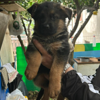 Cuccioli pastore tedesco