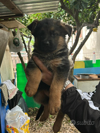 Cuccioli pastore tedesco