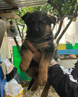 Cuccioli pastore tedesco