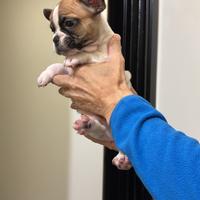 Disponibile cucciolo di bulldog francese