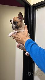 Disponibile cucciolo di bulldog francese