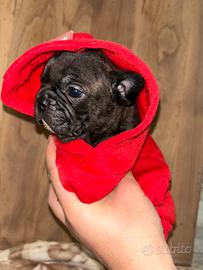 Bulldog Francese dolcissimo