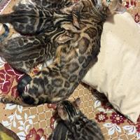 Vendita cuccioli gatti del bengala