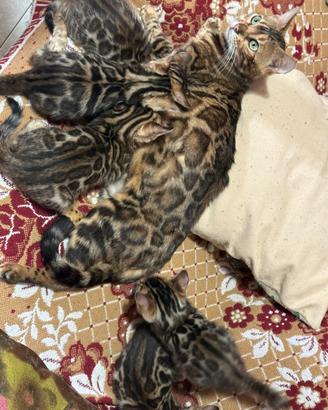 Vendita cuccioli gatti del bengala