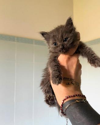 Gattina cucciola Scottish