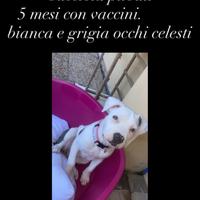 Cucciola Femmina pit bull
