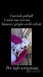 Cucciola Femmina pit bull