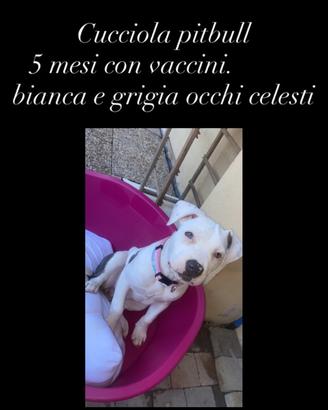 Cucciola Femmina pit bull