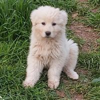 Cucciola pastore maremmano abruzzese
