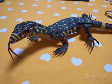 Varano giocattolo collezione