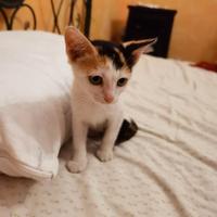 Cuccioli gatto
