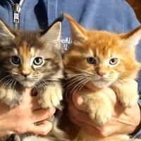 Maine coon cuccioli