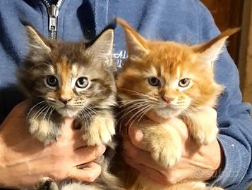 Maine coon cuccioli