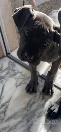 Cucciola cane corso