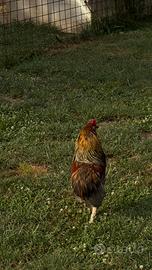 Gallo araucano