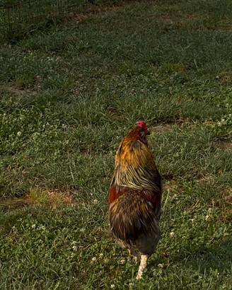 Gallo araucano