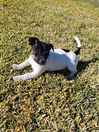 Jack russell
