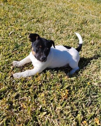 Jack russell