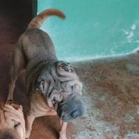 Sharpei femmina