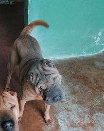 Sharpei femmina