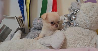Cuccioli di chihuahua con pedigree