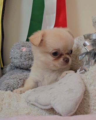 Cuccioli di chihuahua con pedigree
