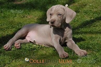 Weimaraner