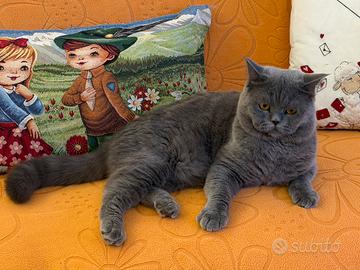 British shorthair blu per monta