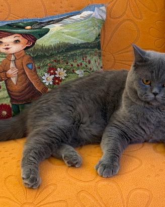 British shorthair blu per monta