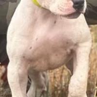 Cucciolo maschio APBT