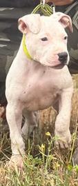 Cucciolo maschio APBT