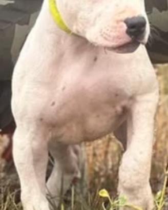 Cucciolo maschio APBT