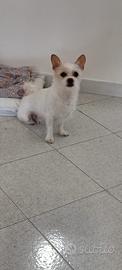 Chihuahua Toy (linea messicana)