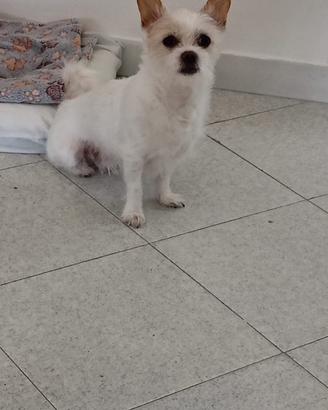 Chihuahua Toy (linea messicana)