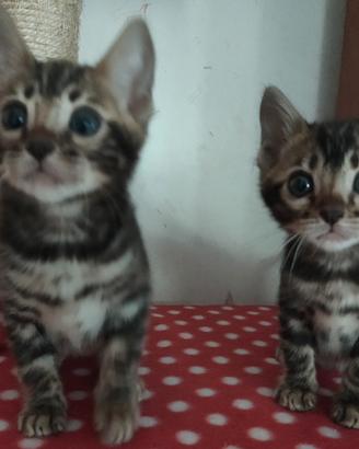 Cuccioli gatto Bengala