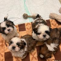 Cuccioli shih-tizi 60 giorni