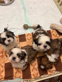 Cuccioli shih-tizi 60 giorni