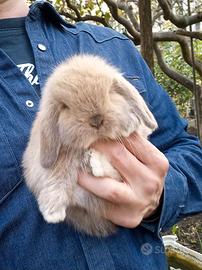 Conigli nani varie colori razza ariete minilop