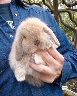 Conigli nani varie colori razza ariete minilop