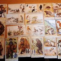 figurine liebig e lavazza