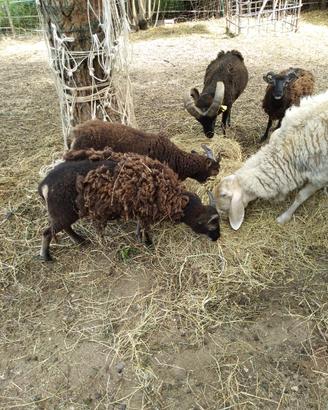 Pecore nane di soej