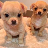 Cuccioli maschi Chihuahua