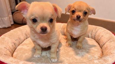 Cuccioli maschi Chihuahua
