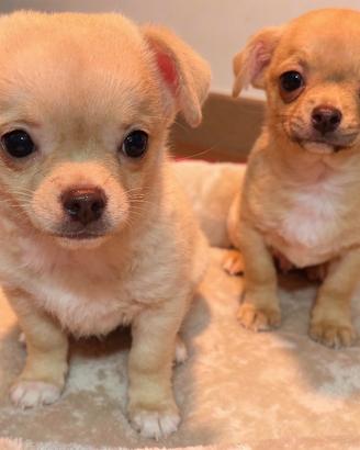 Cuccioli maschi Chihuahua