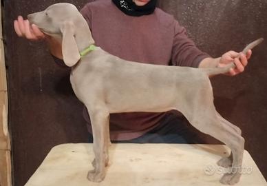 Cuccioli di Weimaraner