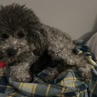 Barboncini femine toy