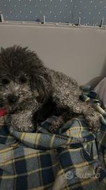 Barboncini femine toy