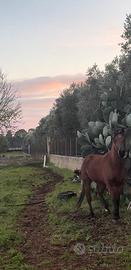 Quarter horse