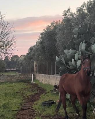 Quarter horse