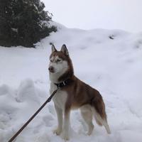 Husky per monta